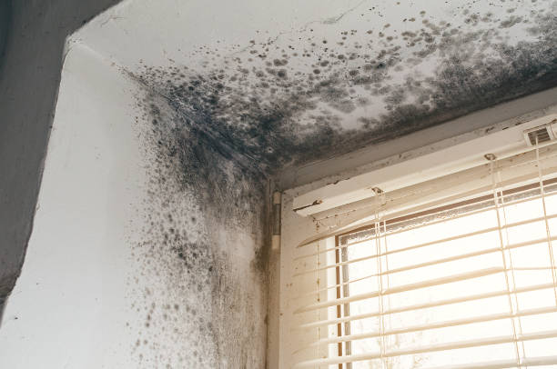 Affordable Mold Cleanup solutions in James Creek, PA